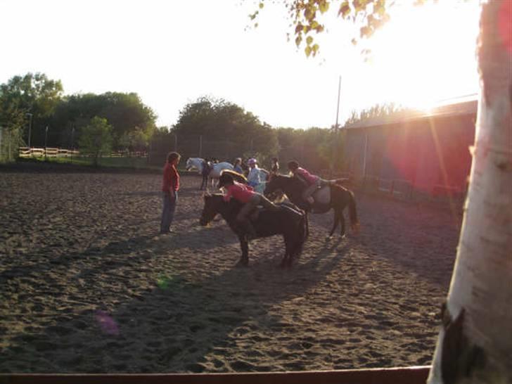 Shetlænder King Kong <3 billede 11