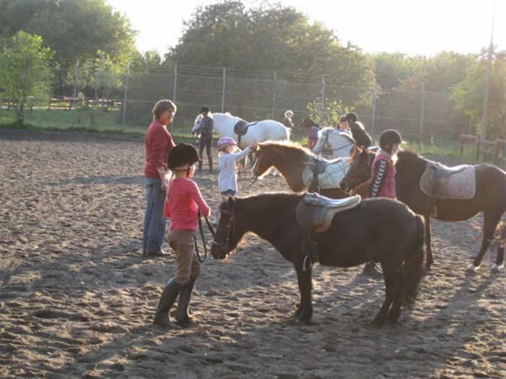 Shetlænder King Kong <3 billede 12