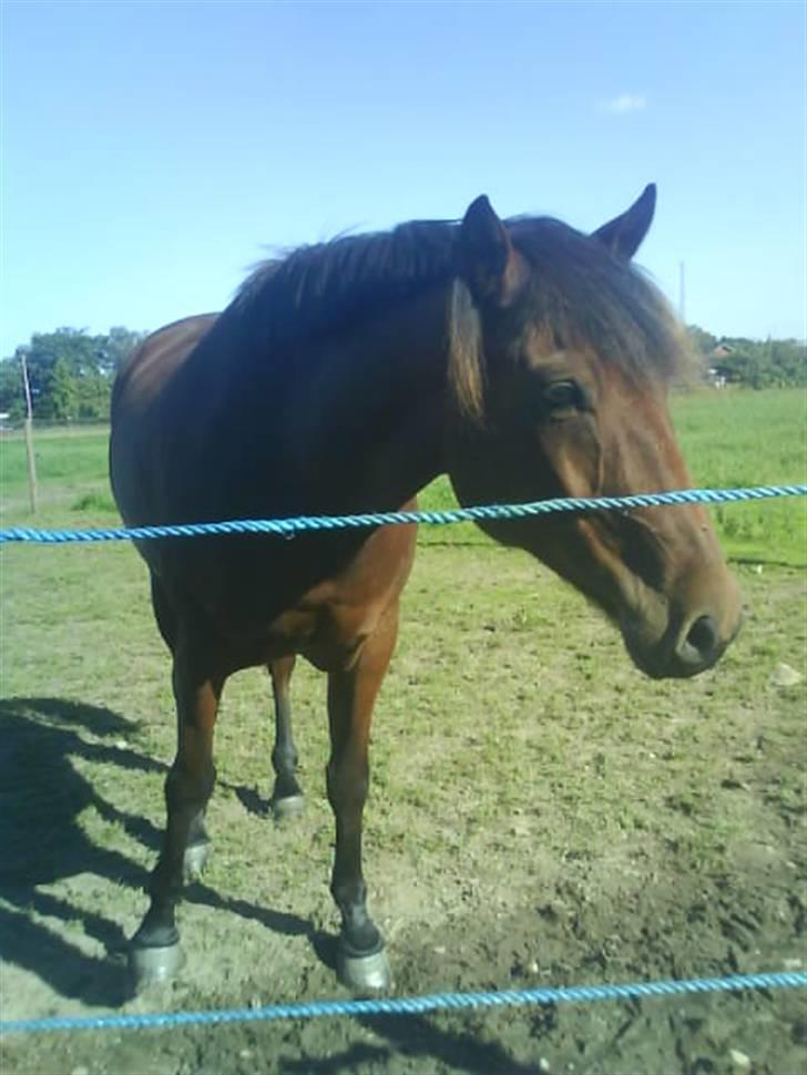 Anden særlig race Jobbe billede 2