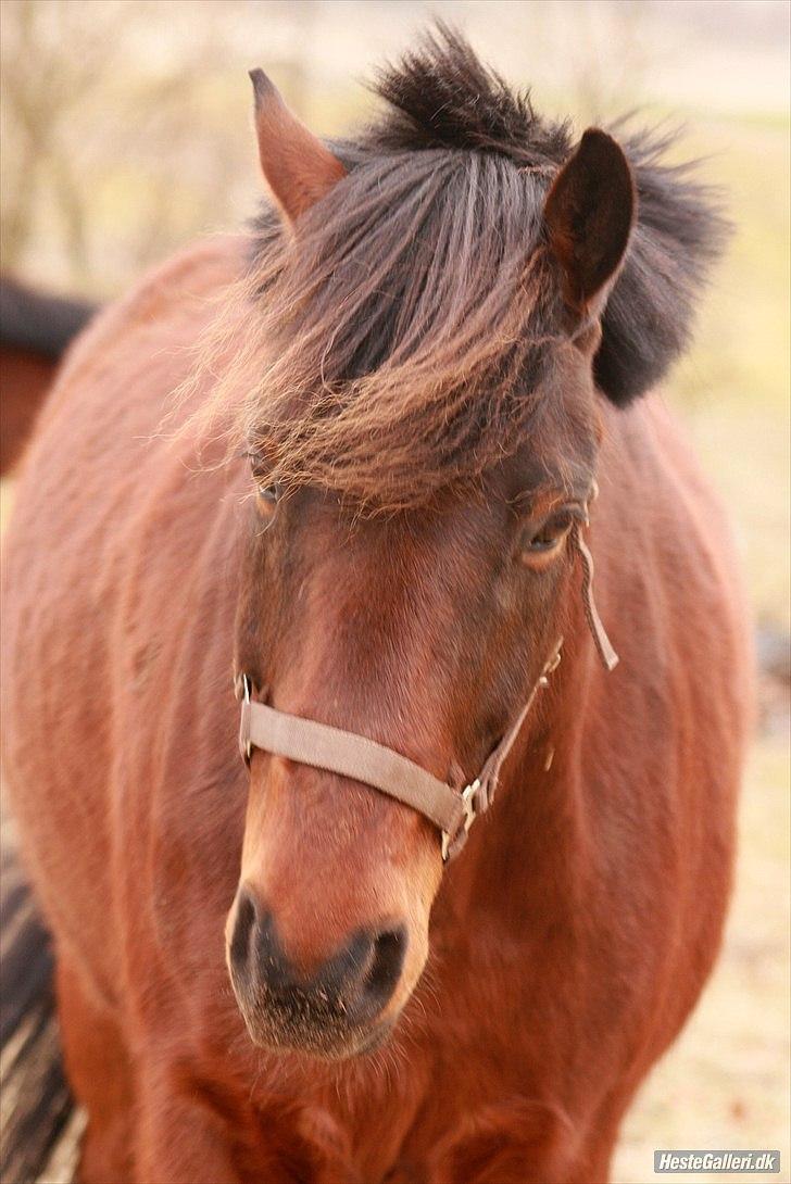 Anden særlig race Jobbe - Fotograf: Randi billede 3