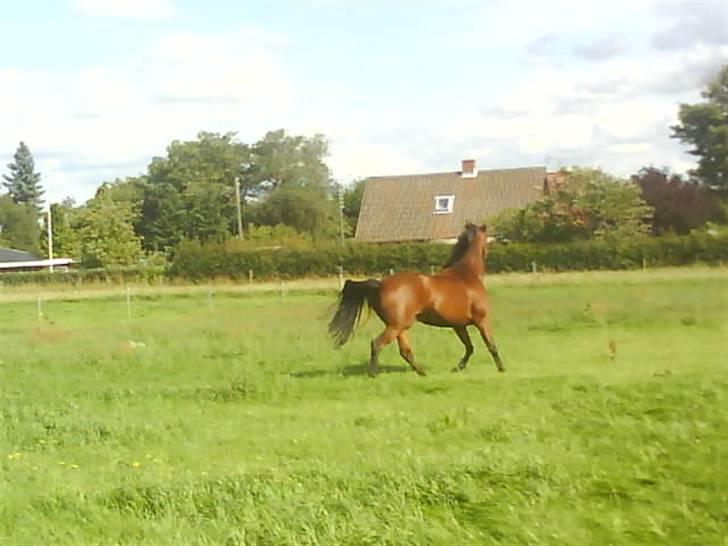 Anden særlig race Jobbe billede 4