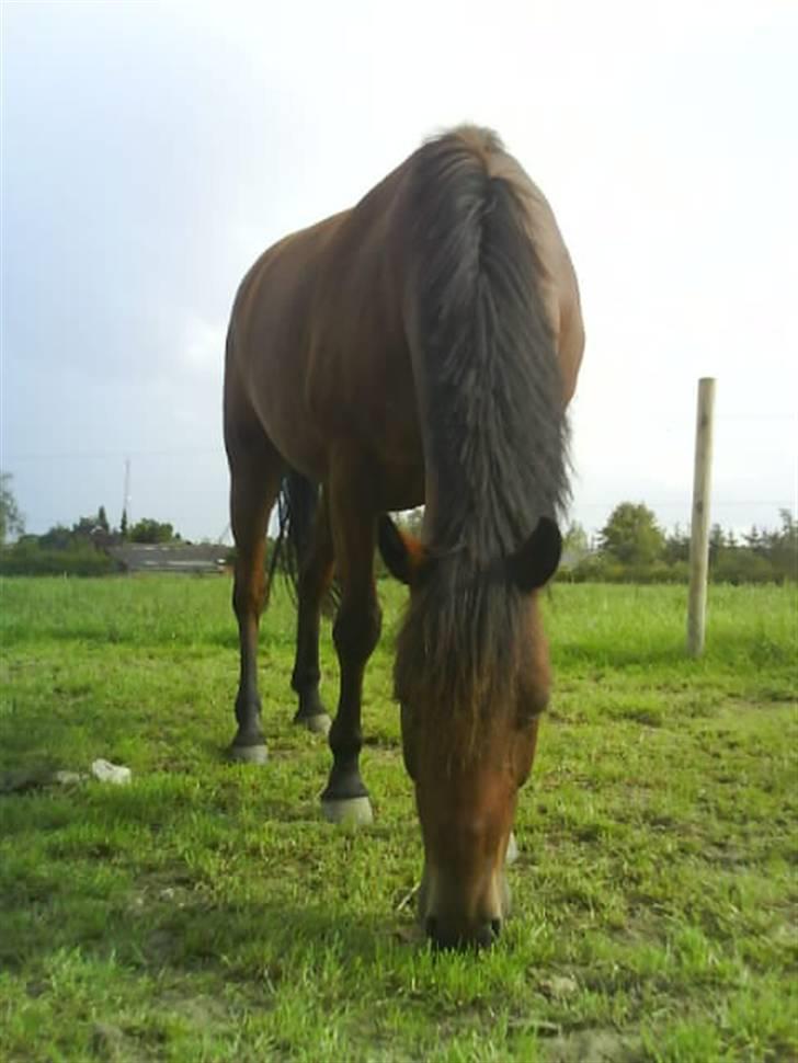 Anden særlig race Jobbe billede 5