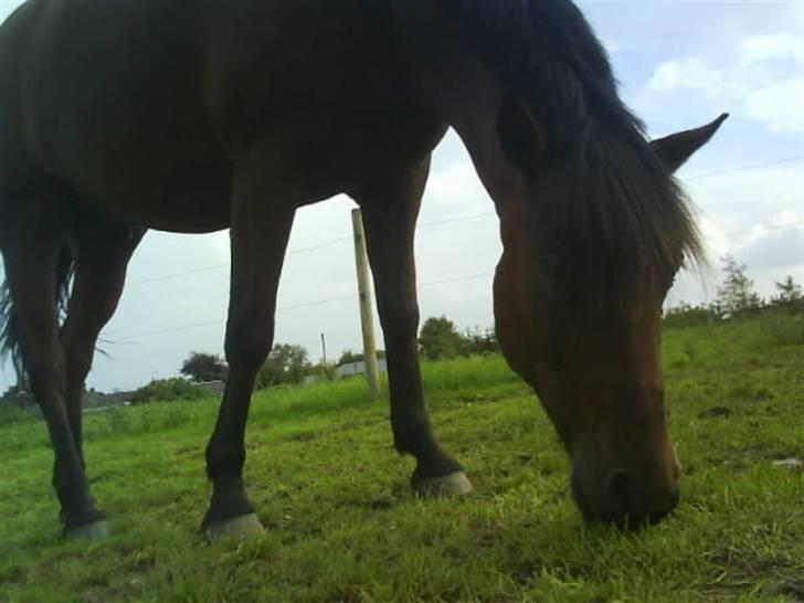 Anden særlig race Jobbe billede 6