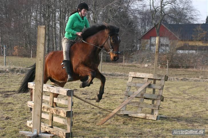 Anden særlig race Jobbe - Spring. Fotograf: Randi billede 7