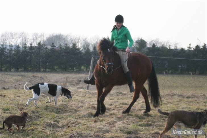 Anden særlig race Jobbe - Jobbe og hundene :) Fotograf: Randi. billede 8