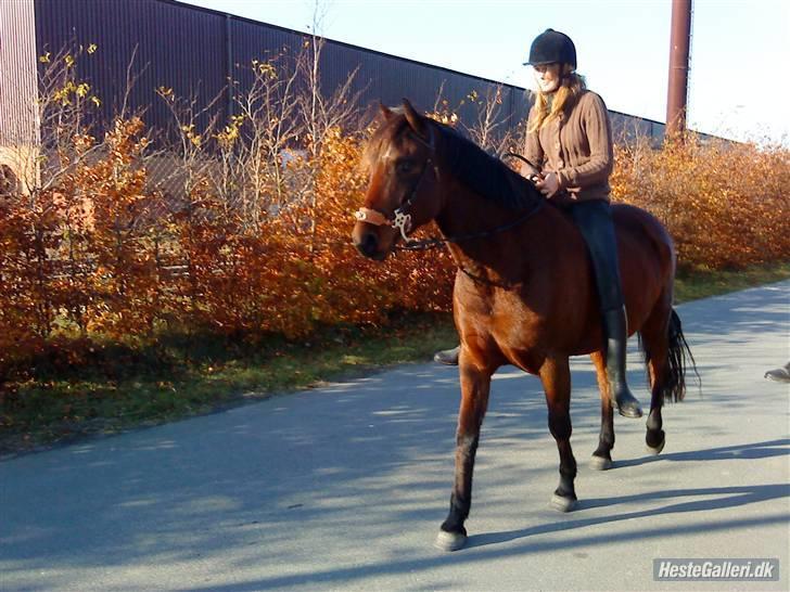 Anden særlig race Jobbe - d. 1/11-08 Jobbe og jeg ude at ride. Fotograf: Michelle. billede 9