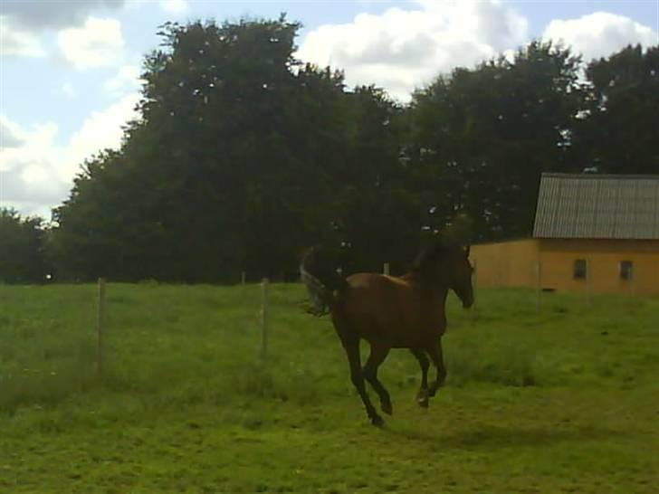 Anden særlig race Jobbe billede 10