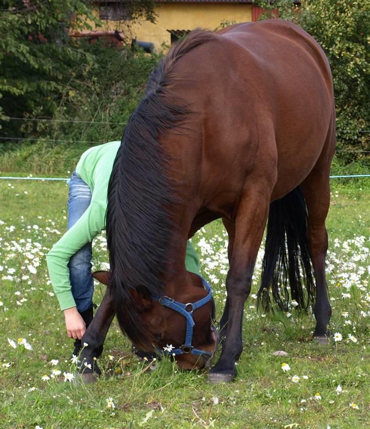 Anden særlig race Jobbe - Fotograf: Rikke billede 11