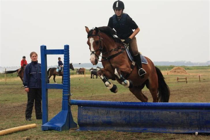 Ungarnsk Varmblod  Magnus - springning, ridelejr 09. billede 14