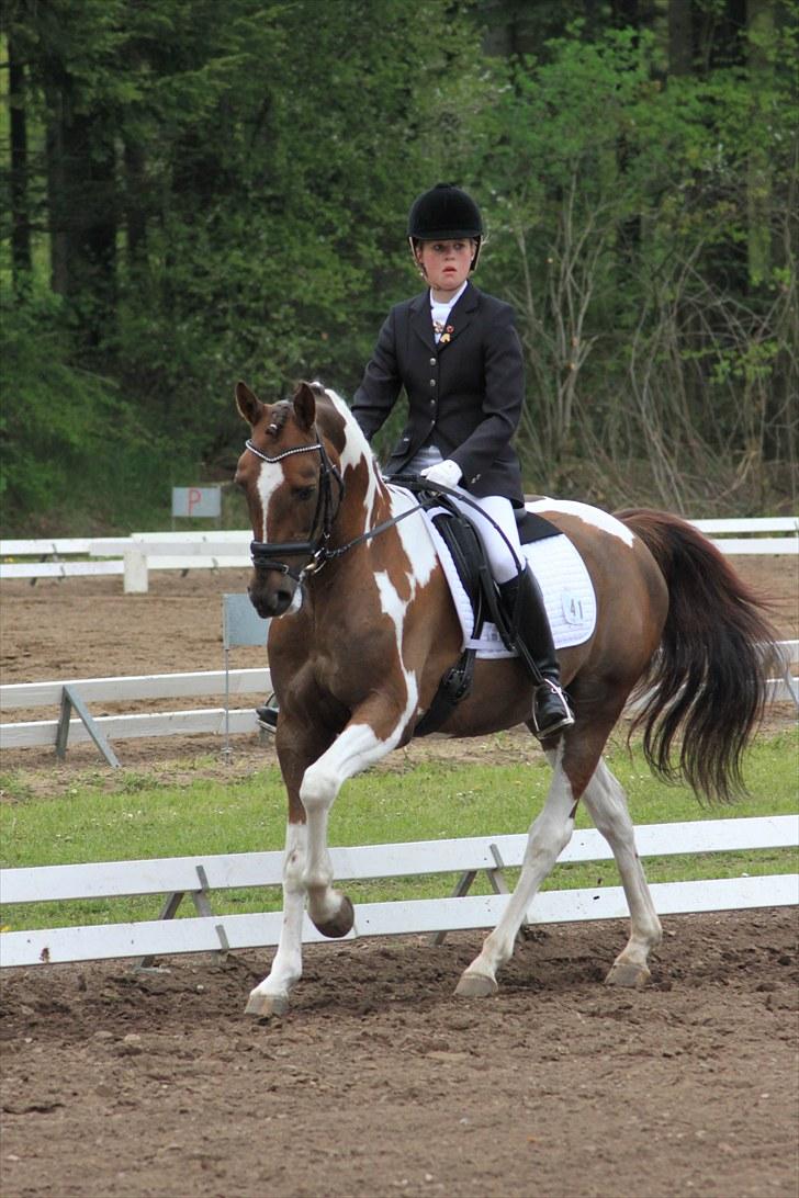 Pinto Ferdinand Bpony - Solgt - - Fra LA6 på Morsø i maj 2010- foto Pernille Kirstine billede 1