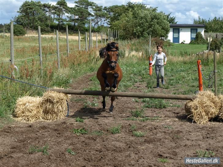 Welsh Mountain (sec A) Tarzan (himmelhest) - Løsspringning - Foto: Johanne billede 14