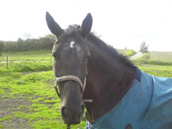 Anden særlig race Noir De Monique <3  R.I.P - Monique... billede 12