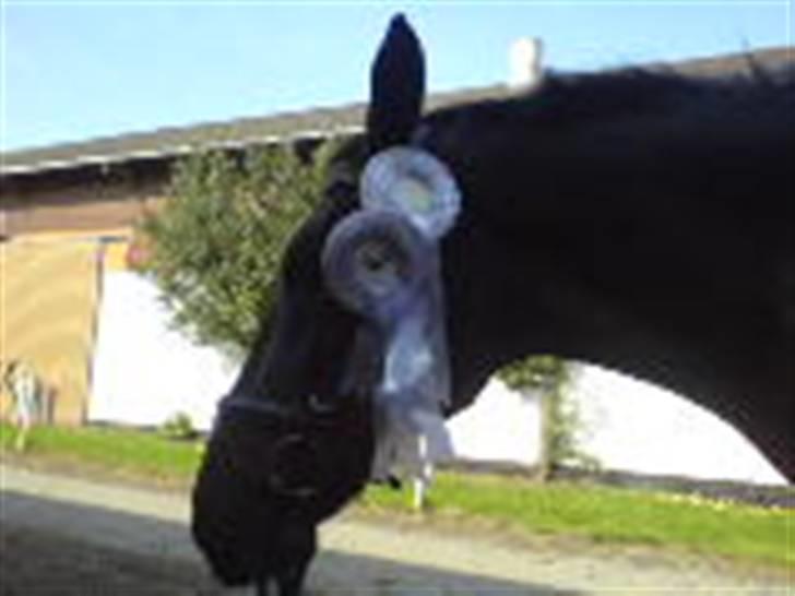 Anden særlig race Noir De Monique <3  R.I.P - efter et par timer havde vi høstet to 2.pladser i dressur på NOR, september 2008 billede 13