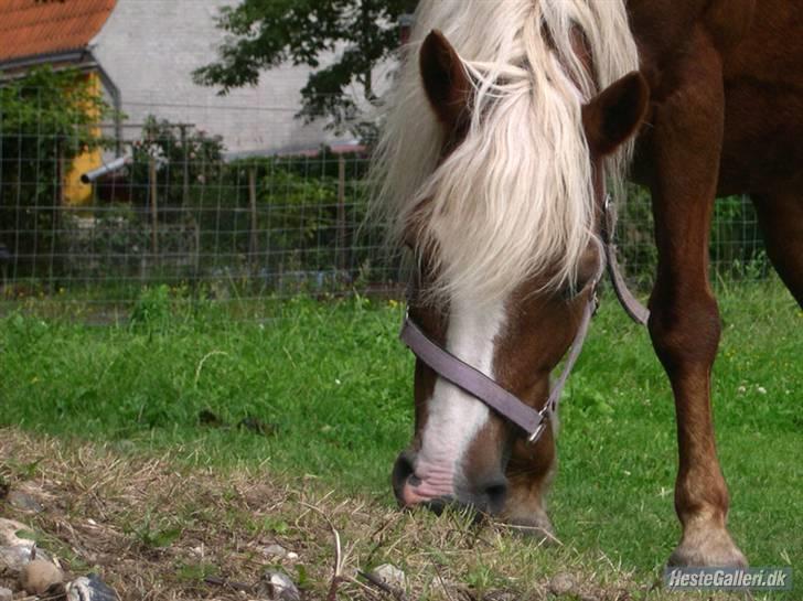 Haflinger Patrizia *SOLGT* - Velkommen til Patrizias profil :) .  billede 1