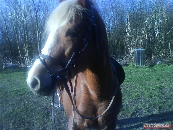 Haflinger Patrizia *SOLGT* - på ridetur:D billede 3