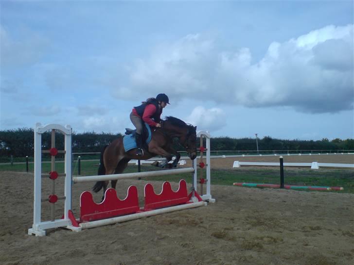 Anden særlig race Felex SOLGT - Spring med nye ejer billede 12