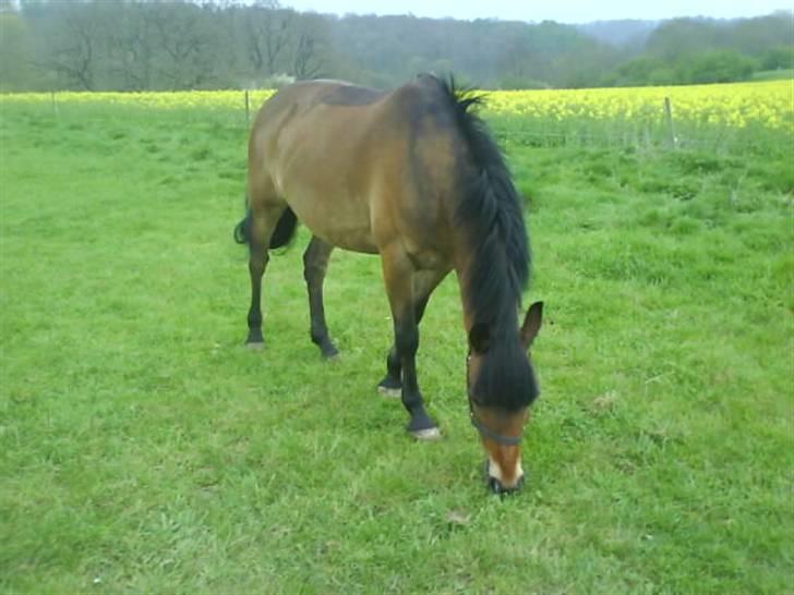 Anden særlig race Felex SOLGT - Fold billede 13