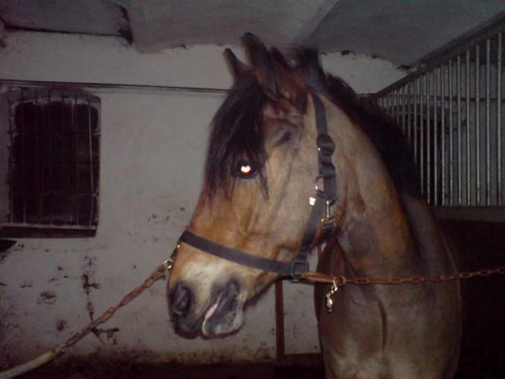 Anden særlig race Felex SOLGT billede 14