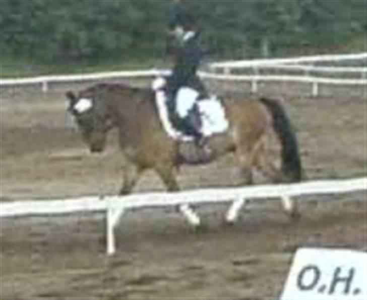 Anden særlig race Felex SOLGT billede 15