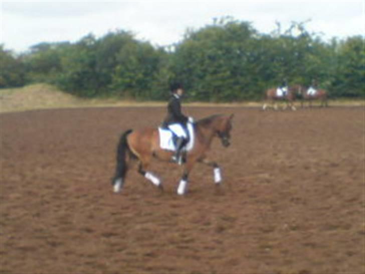 Anden særlig race Felex SOLGT billede 16