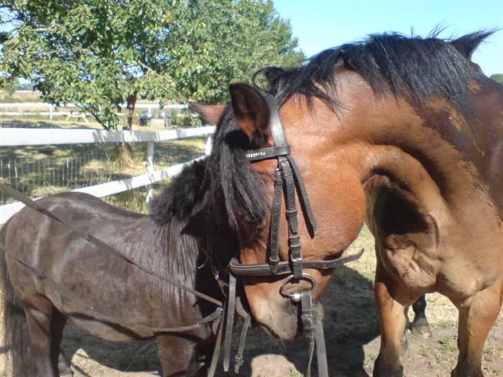 Anden særlig race Felex SOLGT - Synes han så så flot ud på det billede billede 17