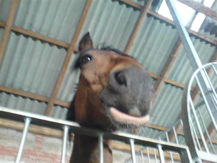 Anden særlig race Felex SOLGT billede 18