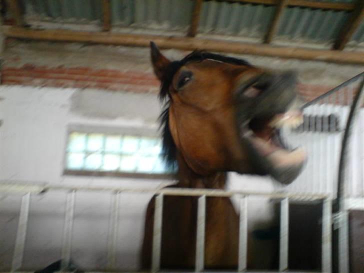 Anden særlig race Felex SOLGT - GAAAAAAAAAAAAAAAB!!!! billede 19