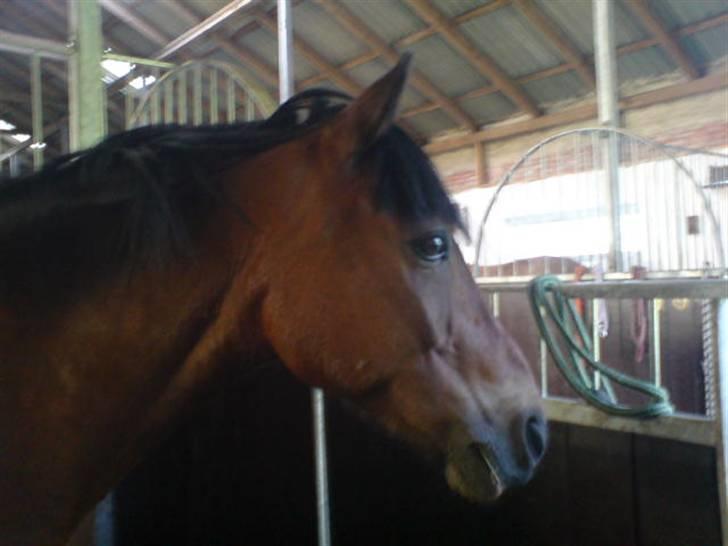 Anden særlig race Felex SOLGT billede 20