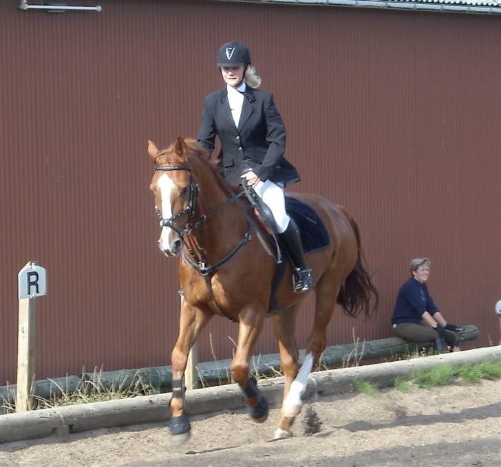 Dansk Varmblod Scholes (R.I.P. ) - lidt dressur billede 13