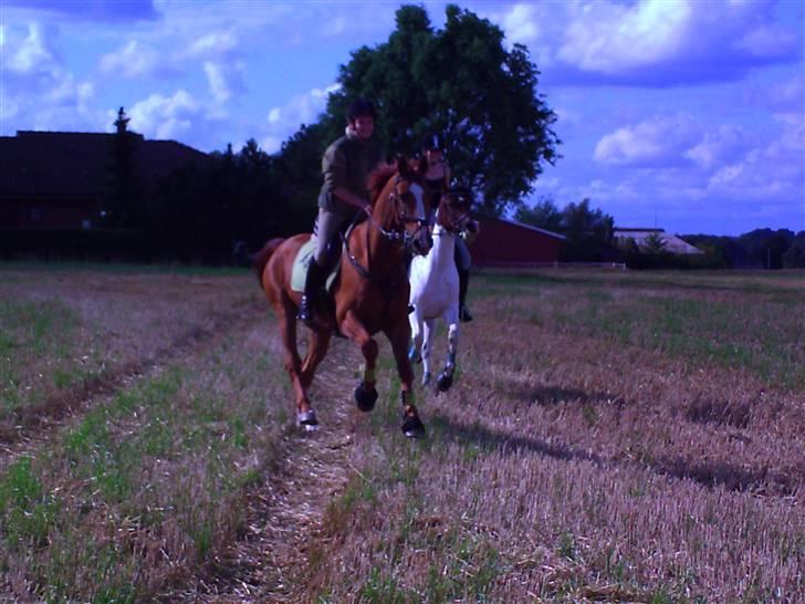 Dansk Varmblod Scholes (R.I.P. ) - en tur på stubmark billede 14