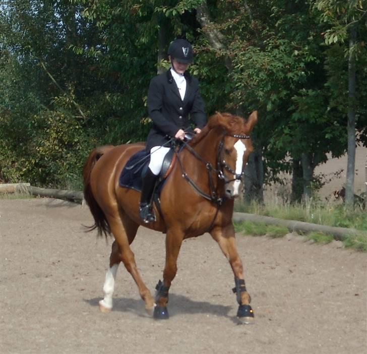 Dansk Varmblod Scholes (R.I.P. ) - igen lidt dressur i spring sadel billede 15