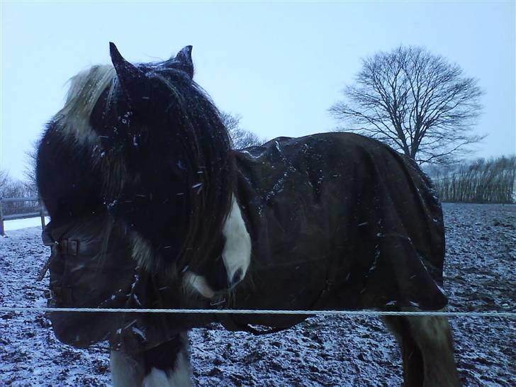 Irish Cob One Eyed Shannon - jeg vil altså gerne ind  billede 1