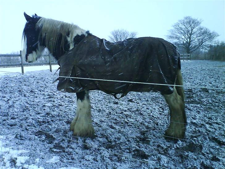 Irish Cob One Eyed Shannon - hallo se mig  billede 2