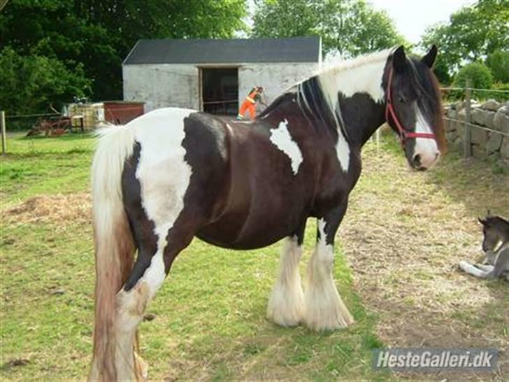 Irish Cob One Eyed Shannon - hej her er jeg  billede 3