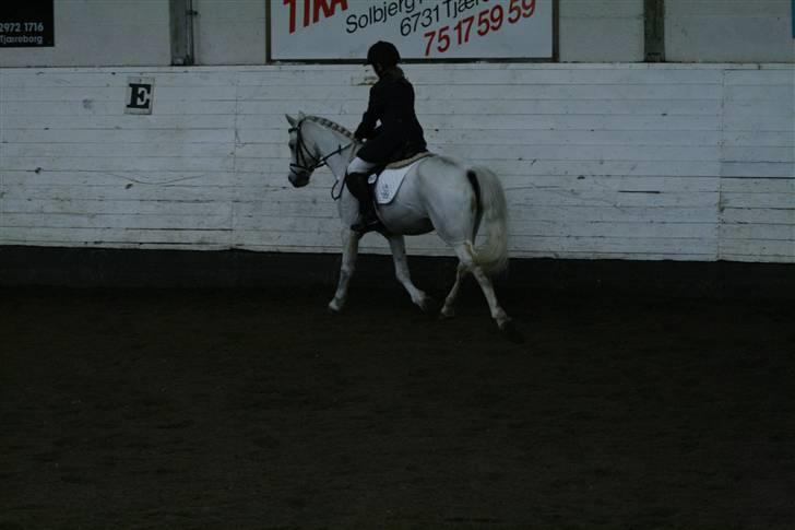 Welsh Pony (sec B) korreborgs figaro(SOLGT): billede 16