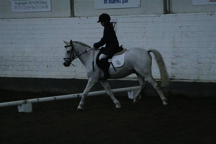 Welsh Pony (sec B) korreborgs figaro(SOLGT): billede 17
