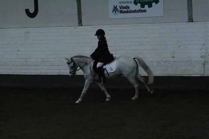 Welsh Pony (sec B) korreborgs figaro(SOLGT): billede 18