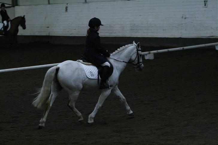 Welsh Pony (sec B) korreborgs figaro(SOLGT): billede 19