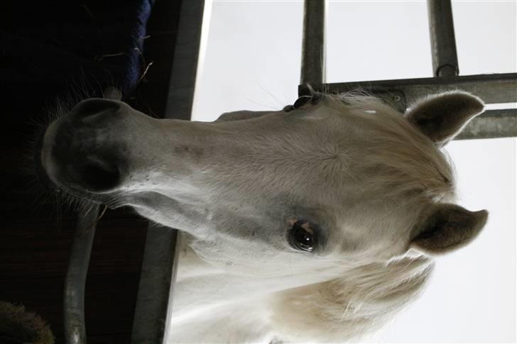 Welsh Pony (sec B) korreborgs figaro(SOLGT): billede 20