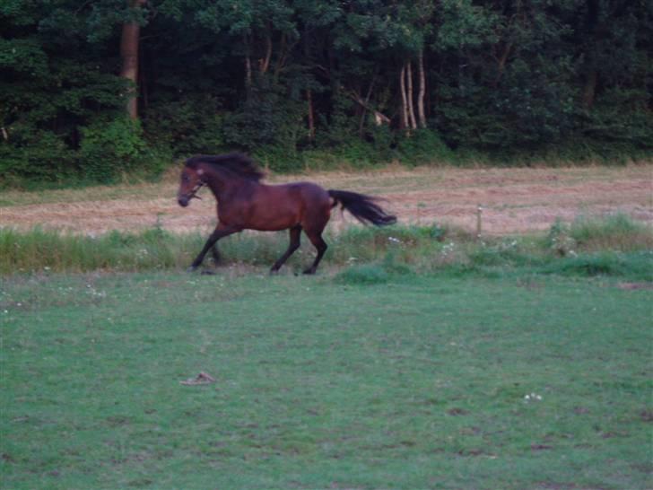 New Forest Pichan R.I.P. - She´s running across the heaven billede 18