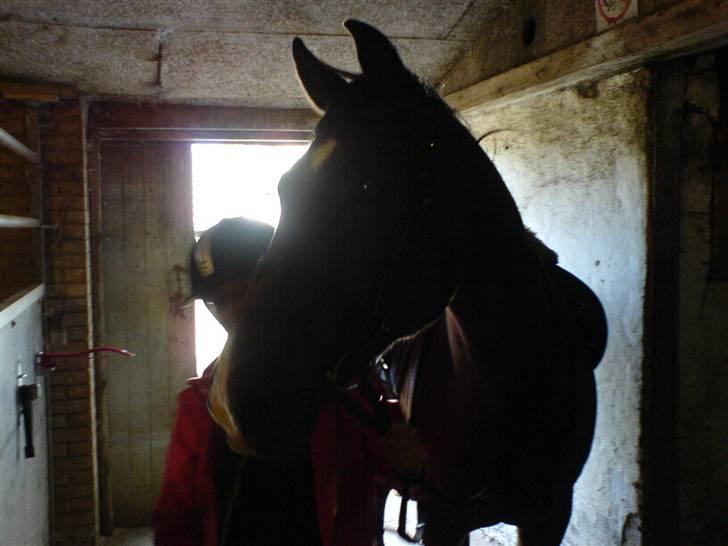 Anden særlig race Tobias (Sweety Monty) - Inde i stalden. Du er stor basse <3                     .- Foto: Michelle billede 3