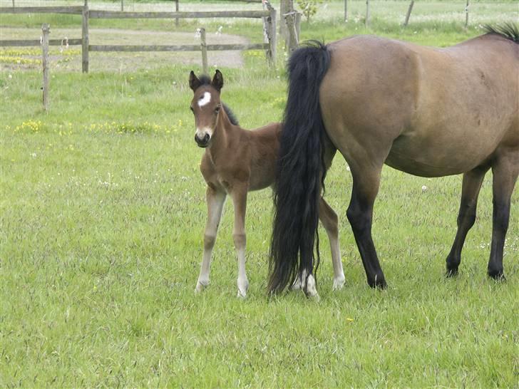 New Forest Feldholm's Sunshine - Hej og velkommen til min profil;D billede 1