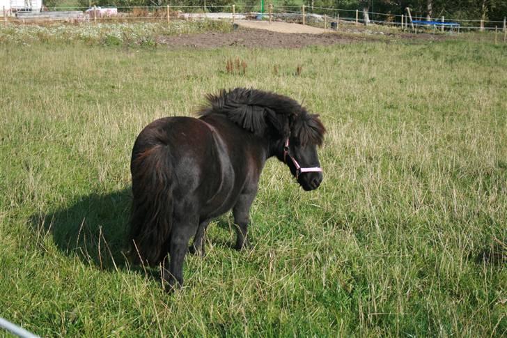 Shetlænder Lonnie :) SOLGT billede 11