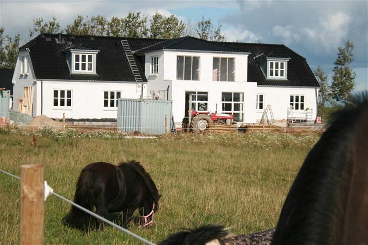 Shetlænder Lonnie :) SOLGT billede 12