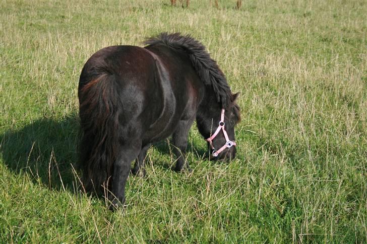 Shetlænder Lonnie :) SOLGT billede 13