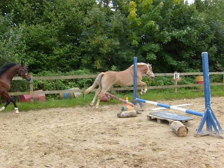 Haflinger Cora *solgt* - cora og karta den dejlige dreng ;) billede 10