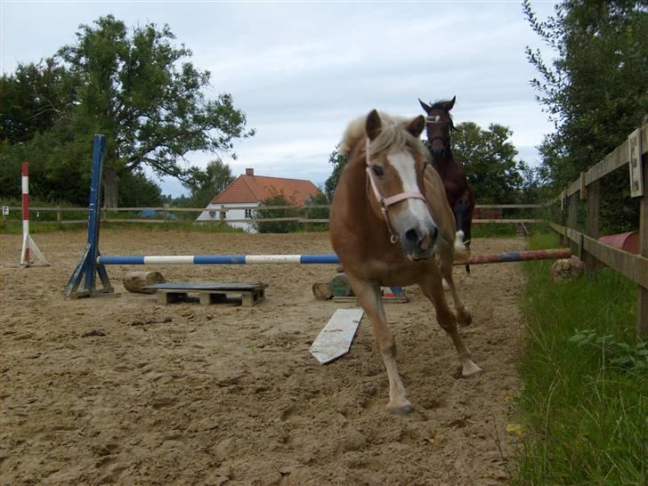 Haflinger Cora *solgt* - fuld fart over feltet cora elsker at springe billede 11
