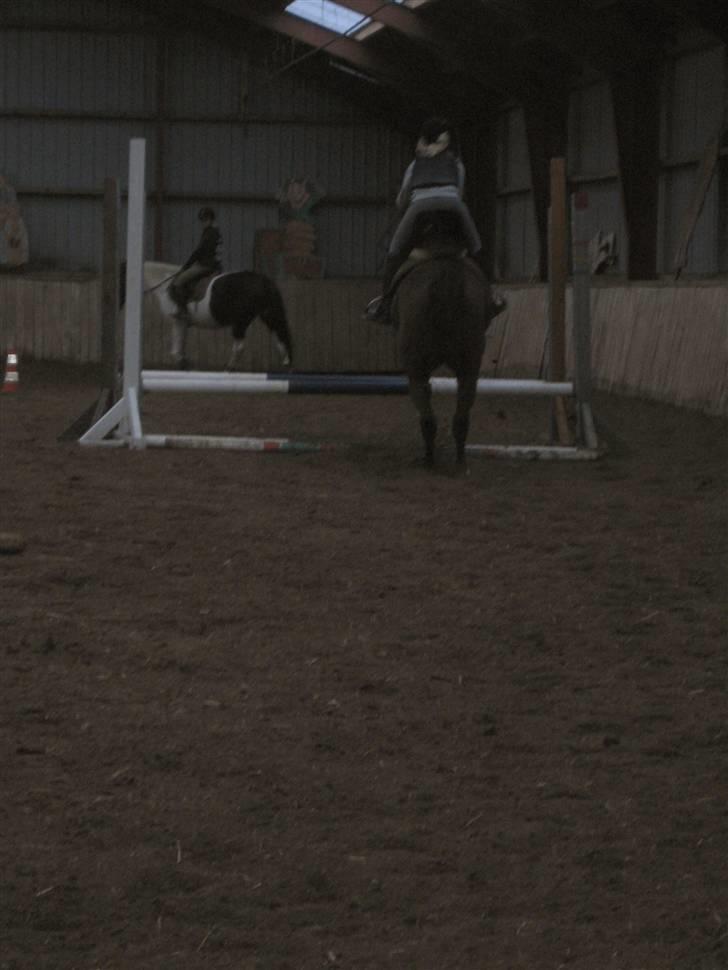 Anden særlig race Tobias (Sweety Monty) - spring bag fra, lidt slørret :) . - Foto: Michelle billede 8