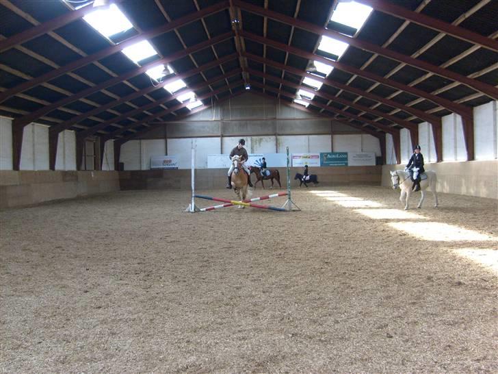 Haflinger Cora *solgt* - opvarmning billede 12
