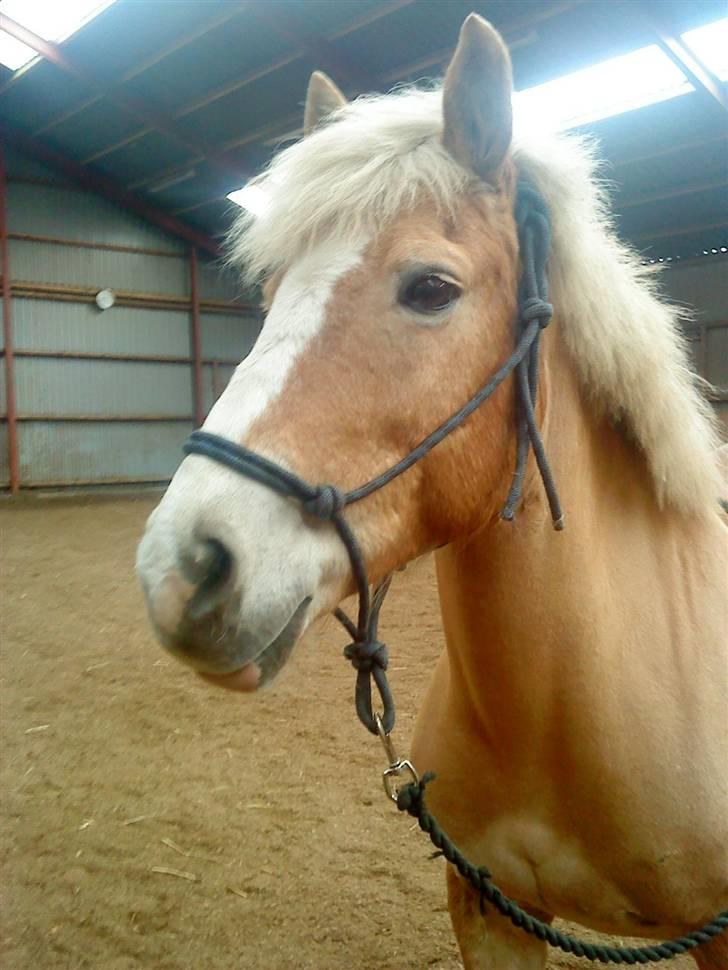 Haflinger Cora *solgt* - hun er blevet rigtig sød efter hun er hjemme igen 29.03.2009 billede 14